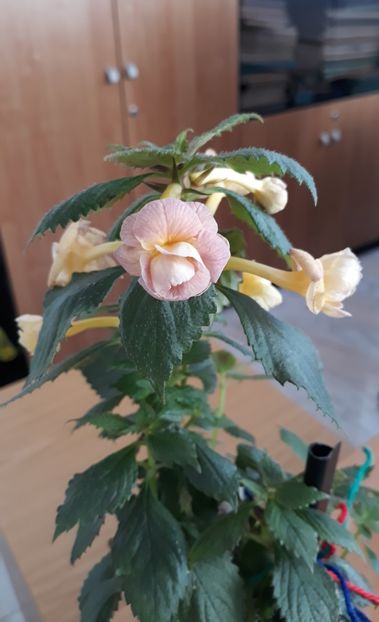  - 0001 2022 - RF s Tropicana