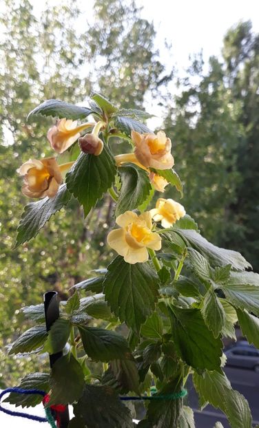  - 0001 2022 - RF s Tropicana