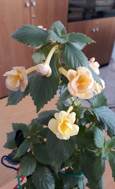  - 0001 2022 - RF s Tropicana