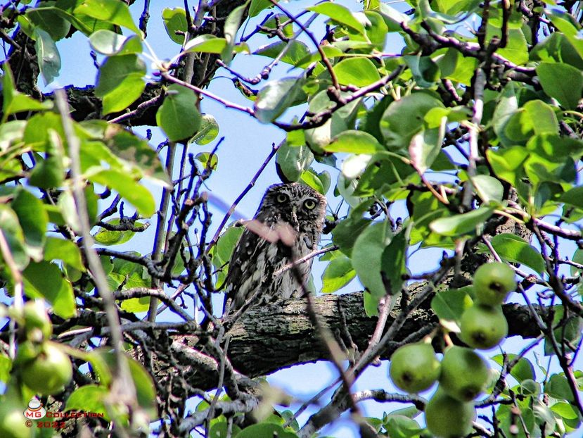 Bufnita-Owl 1 - PASARI - BIRDS