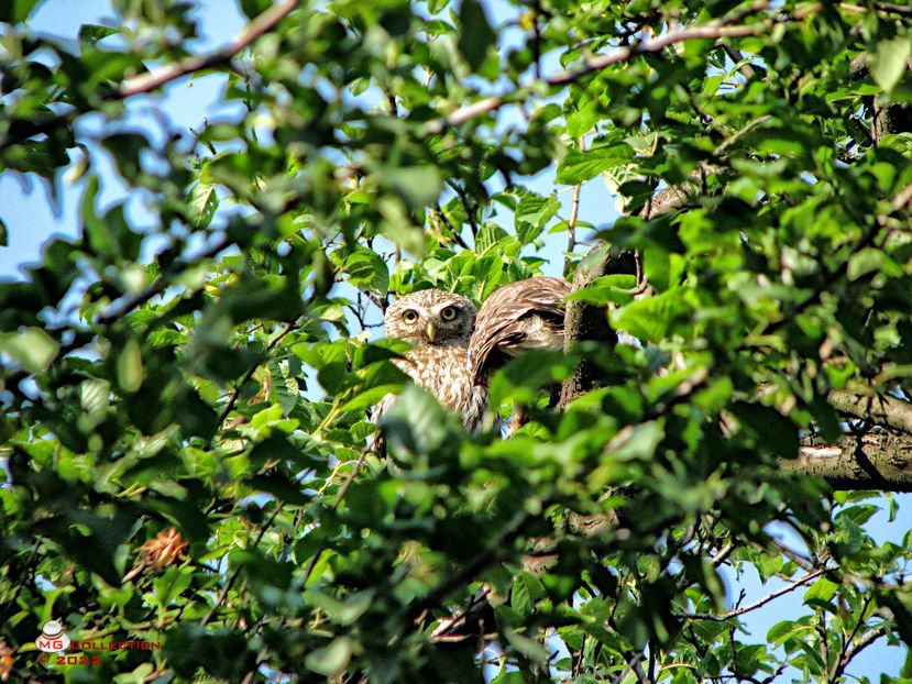 Bufnita-Owl - PASARI - BIRDS
