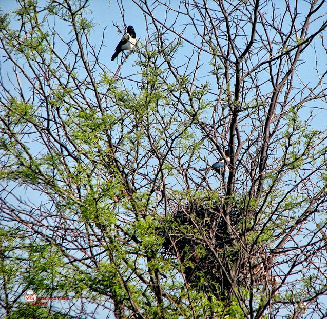 Cuib de Cotofana-Magpie Nest - PASARI - BIRDS