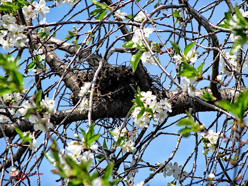 Cuib de pasari-Birds Nest - PASARI - BIRDS