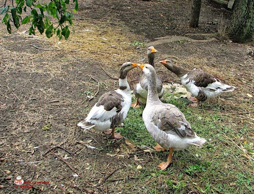 Gaste-Gooses - PASARI - BIRDS