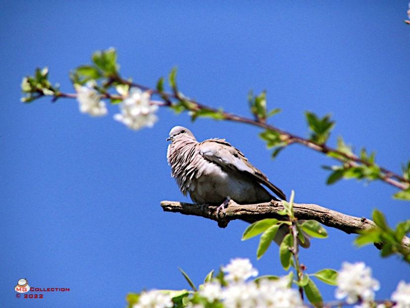 Gugu-Ringdove - PASARI - BIRDS