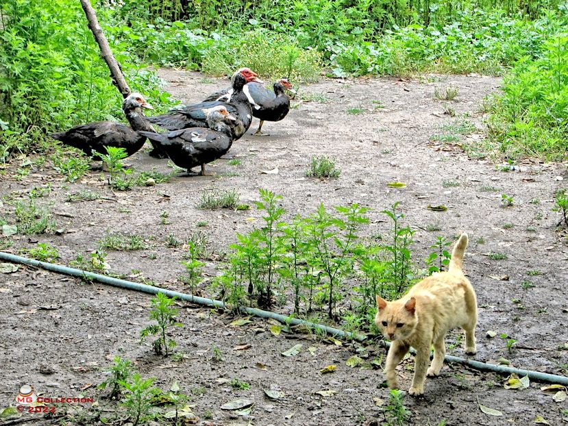 Rate si pisica-Ducks and a Cat - PASARI - BIRDS