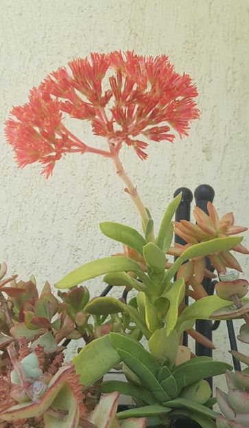  - Crassula