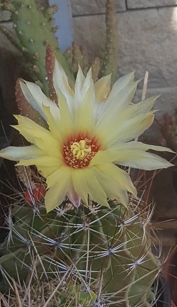  - Ferocactus