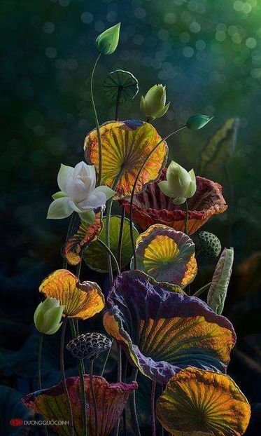  - decor