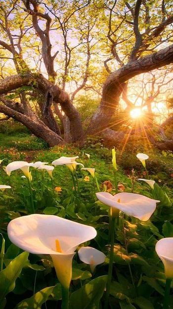  - decor