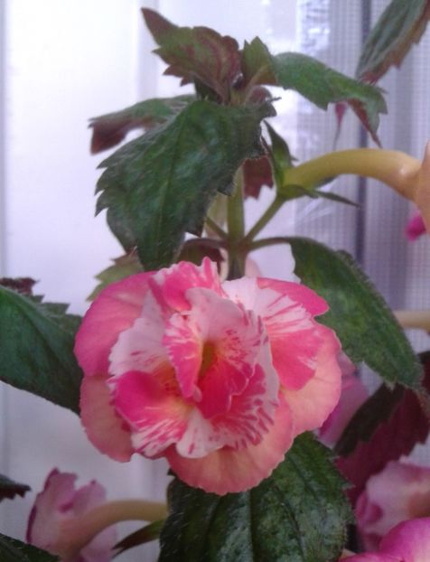 20220823_075427-2 - 000016