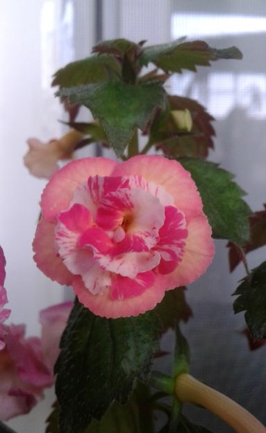 20220823_075328-1 - 000016