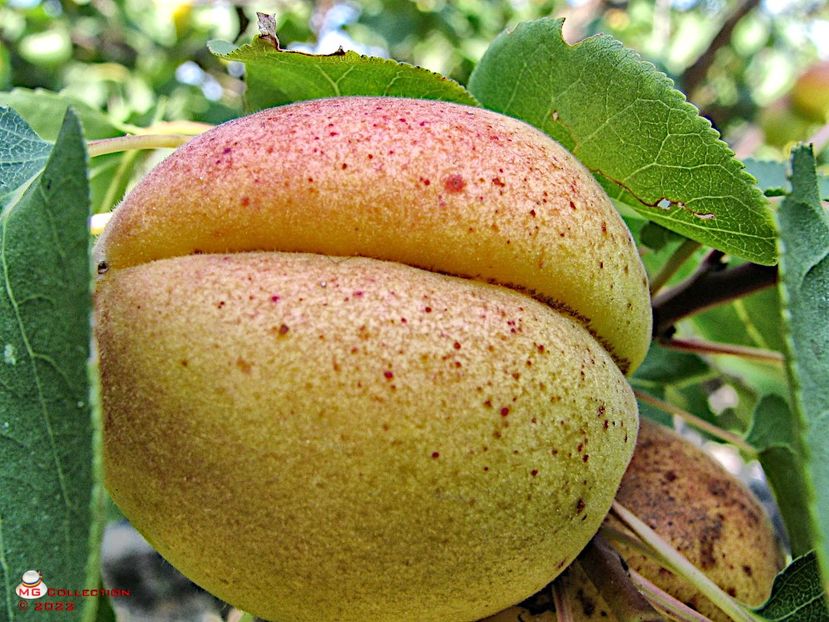 Caisa-Apricot - FRUCTE-FRUITS