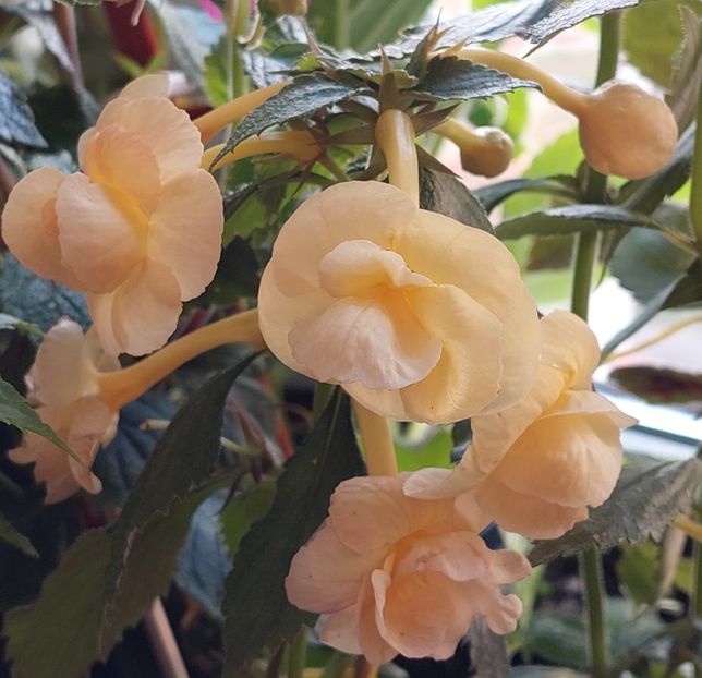  - RFs TROPICANA 2