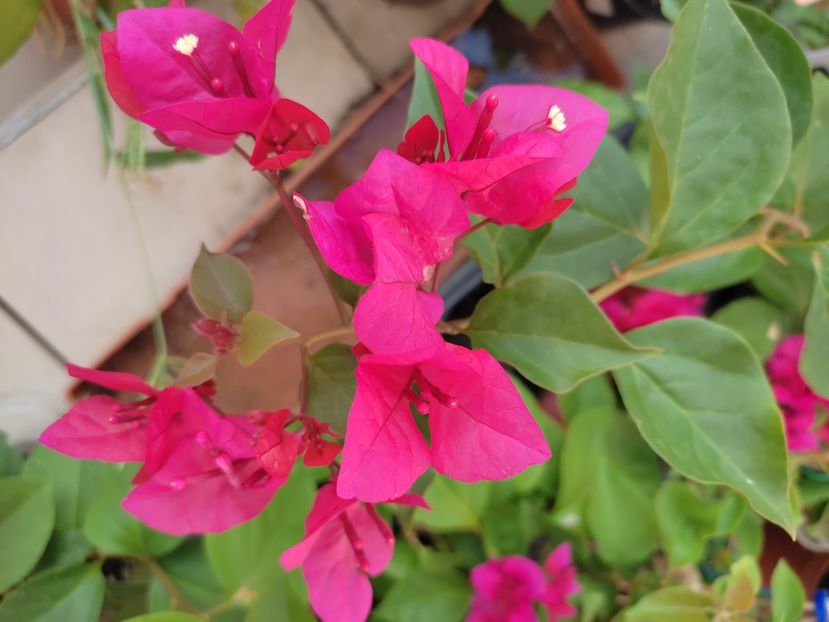  - Bougainvillea
