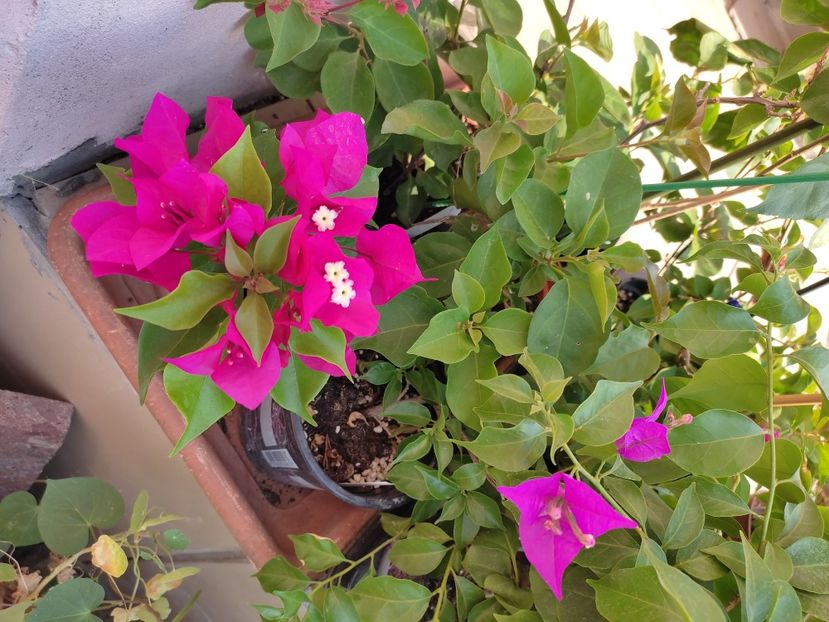  - Bougainvillea