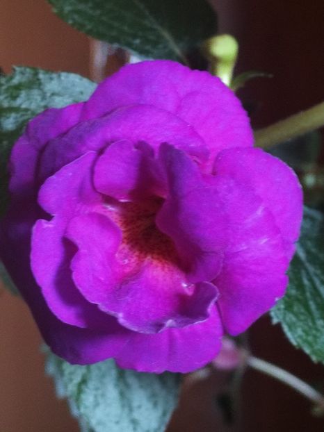  - Purple Mystery