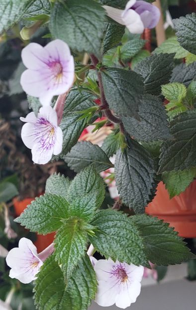  - Ambroise Verschaffelt