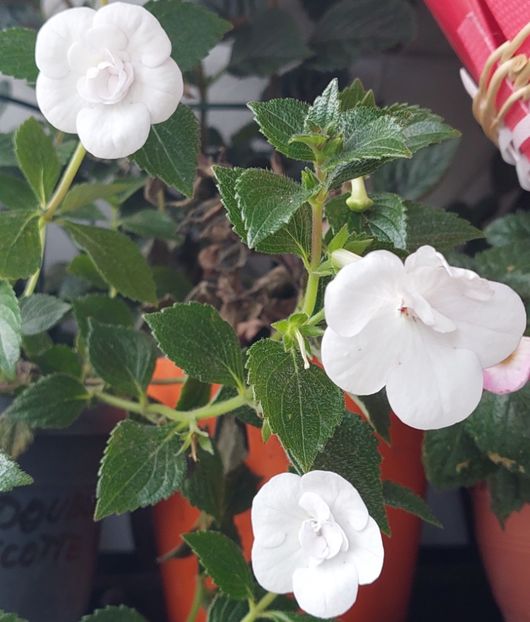  - Double Picotte Rose
