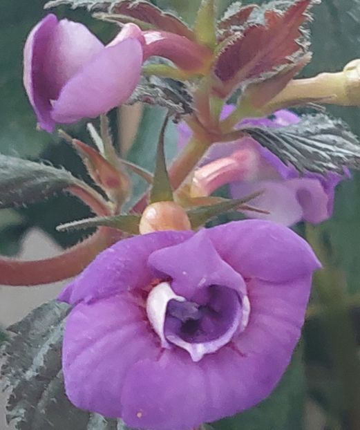 Fluffy Wambler - AAA RIZOMI ACHIMENES DISPONIBILI -2023