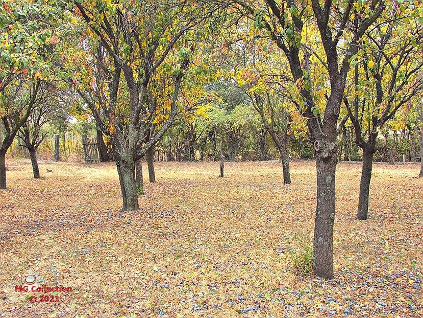  - PEISAJE-PARCURI-PARKS-LANDSCAPES