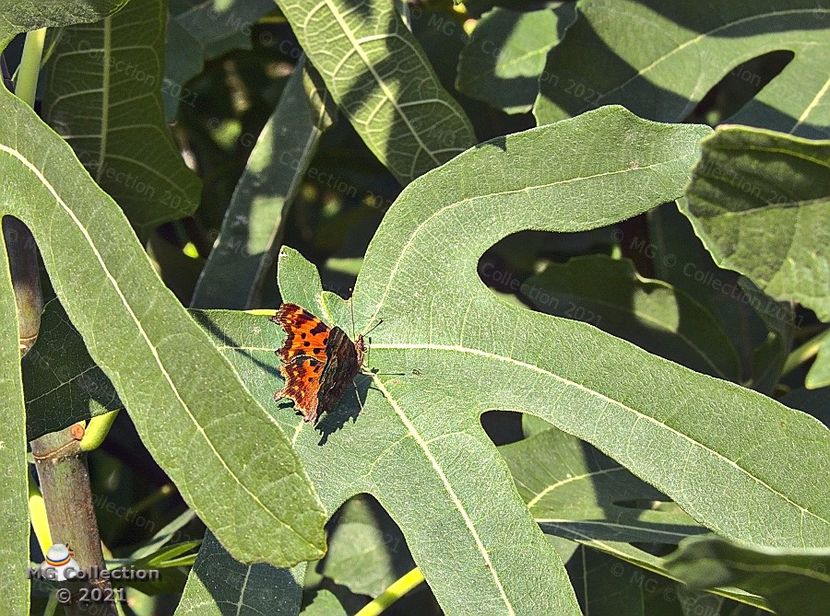  - FLUTURI - BUTTERFLYS