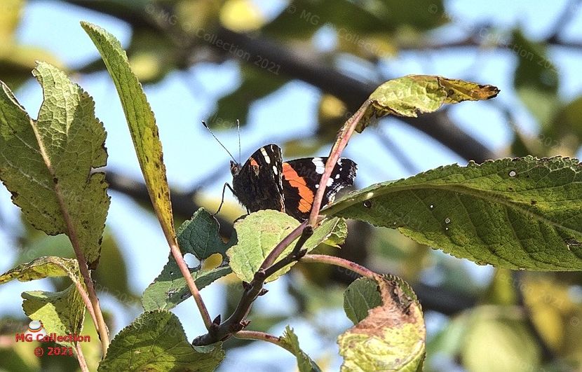  - FLUTURI - BUTTERFLYS
