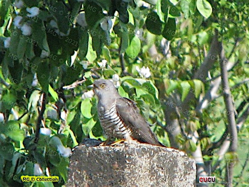 CUCU - PASARI - BIRDS