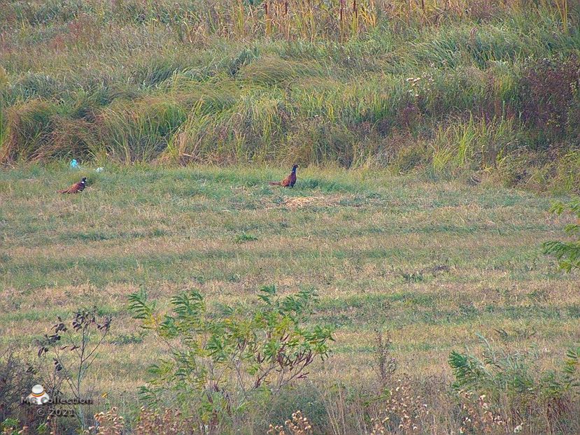 Fazani - PASARI - BIRDS