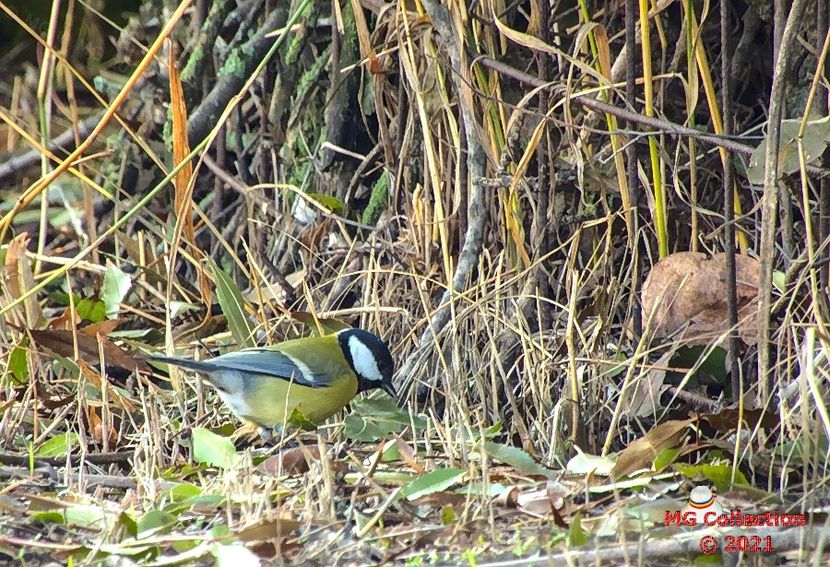 Pitigoi (2) - PASARI - BIRDS