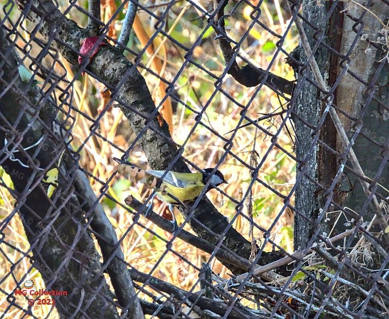 Pitigoi - PASARI - BIRDS