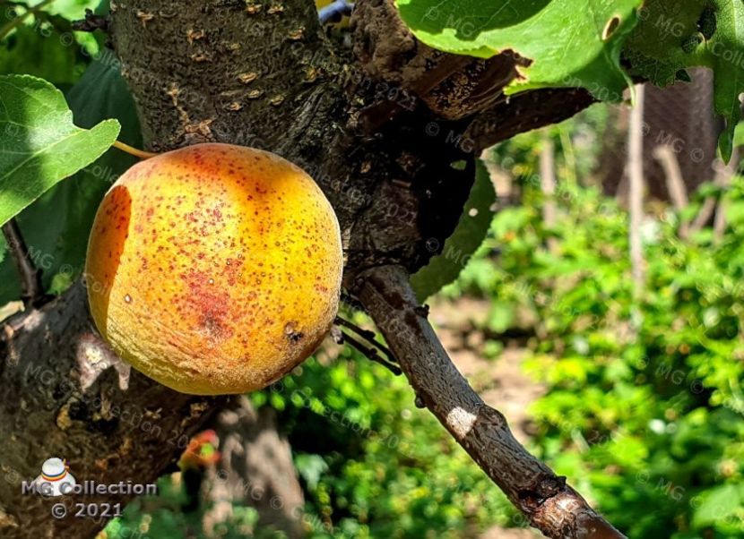LONELY APRICOT - FRUCTE-FRUITS