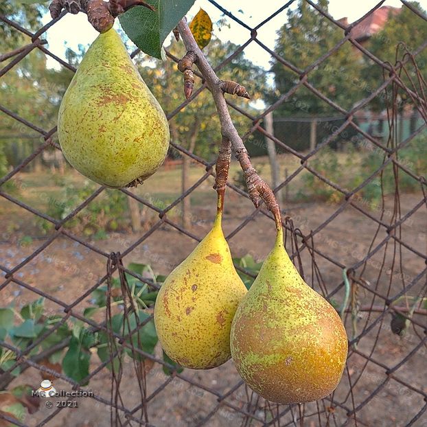 Pears 1 - FRUCTE-FRUITS