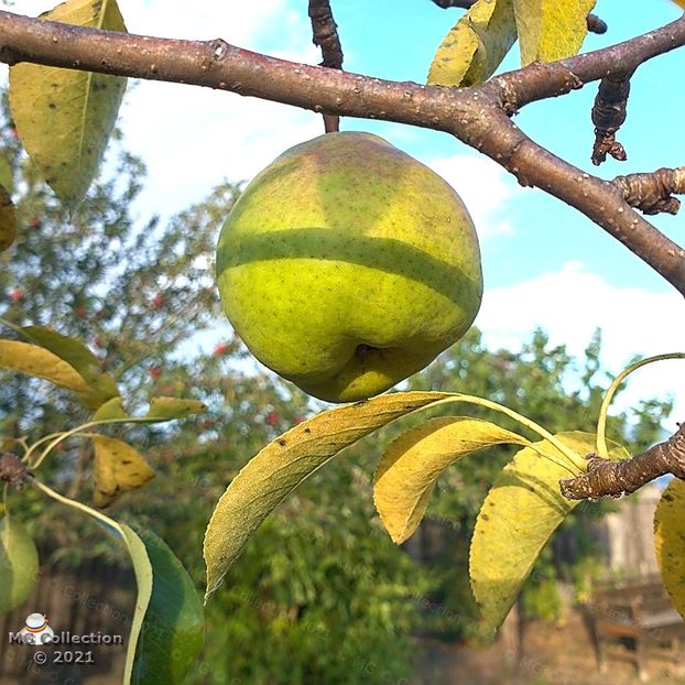 Pears - FRUCTE-FRUITS