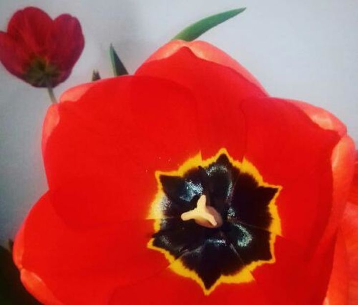 112096614_HLPJIBQ-1 - decor