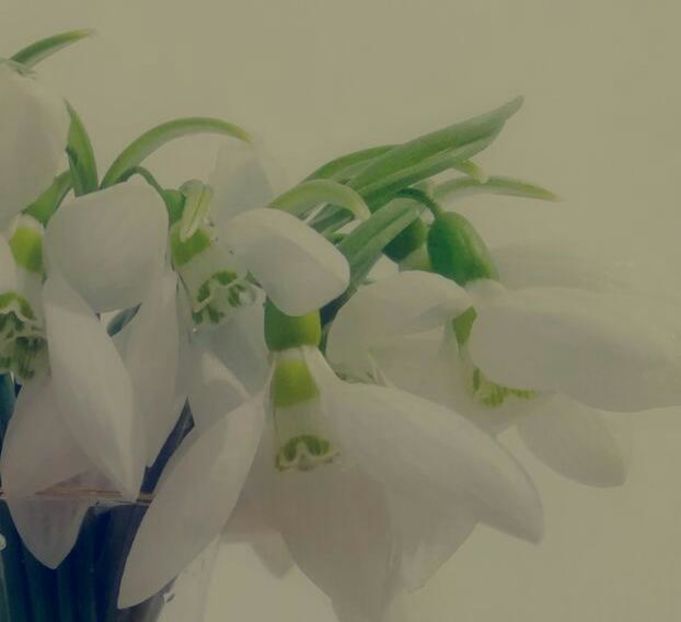 114884388_WDNIKIQ3-1 - decor