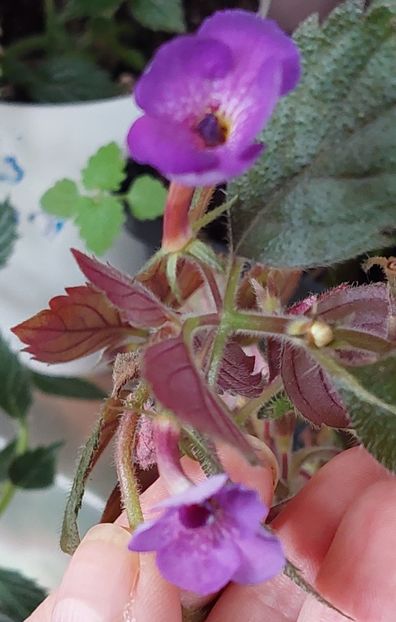  - Violaceea semiplena