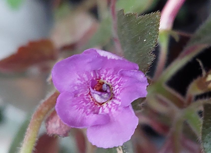  - Violaceea semiplena