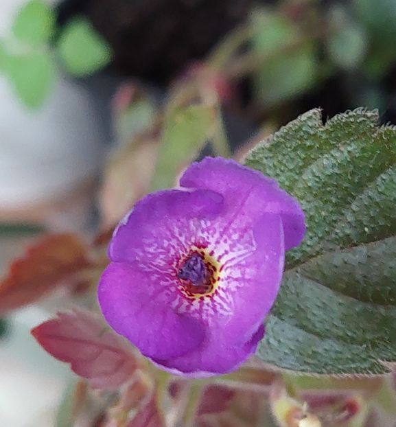  - Violaceea semiplena