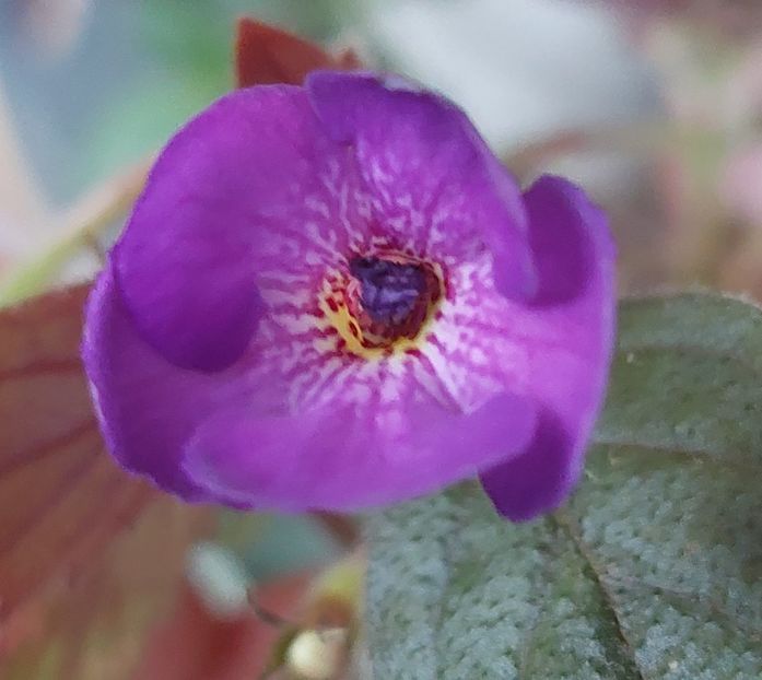  - Violaceea semiplena