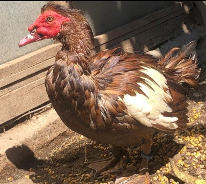 Screenshot_20220823-192442_WhatsApp - 0001 matca 2022 lot 1