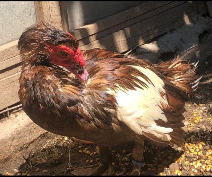 Screenshot_20220823-192354_WhatsApp - 0001 matca 2022 lot 1