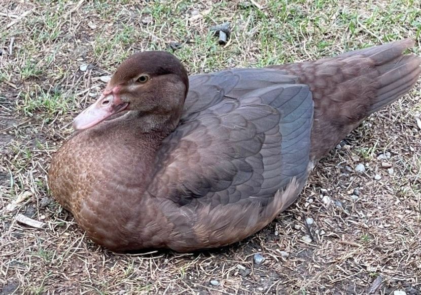 Screenshot_20220815-194052_WhatsApp - Bomboane asortate 2022