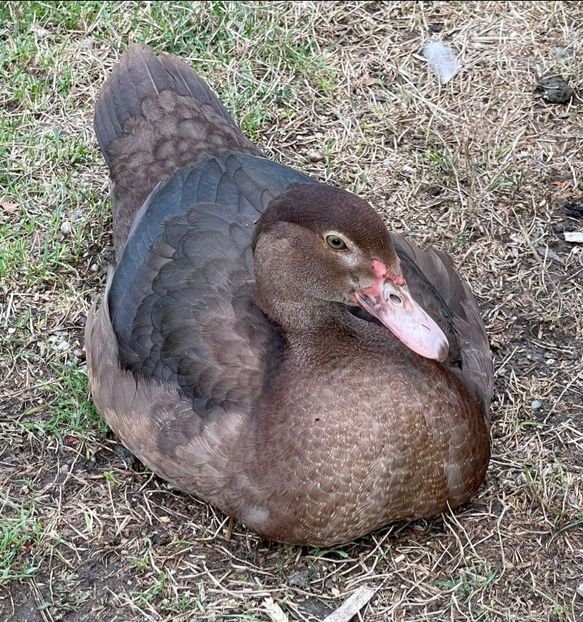 Screenshot_20220815-194024_WhatsApp - Bomboane asortate 2022