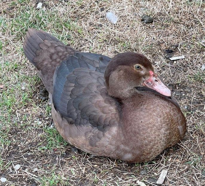 Screenshot_20220815-194032_WhatsApp - Bomboane asortate 2022