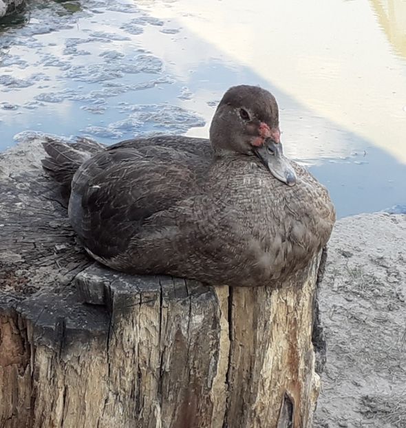  - Bomboane asortate 2022