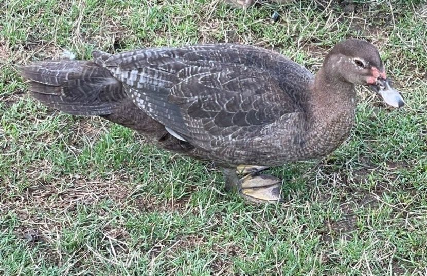 Screenshot_20220815-193945_WhatsApp - Bomboane asortate 2022