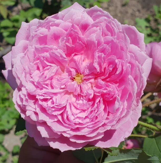 111242827_OSZYWTN-1 - decor