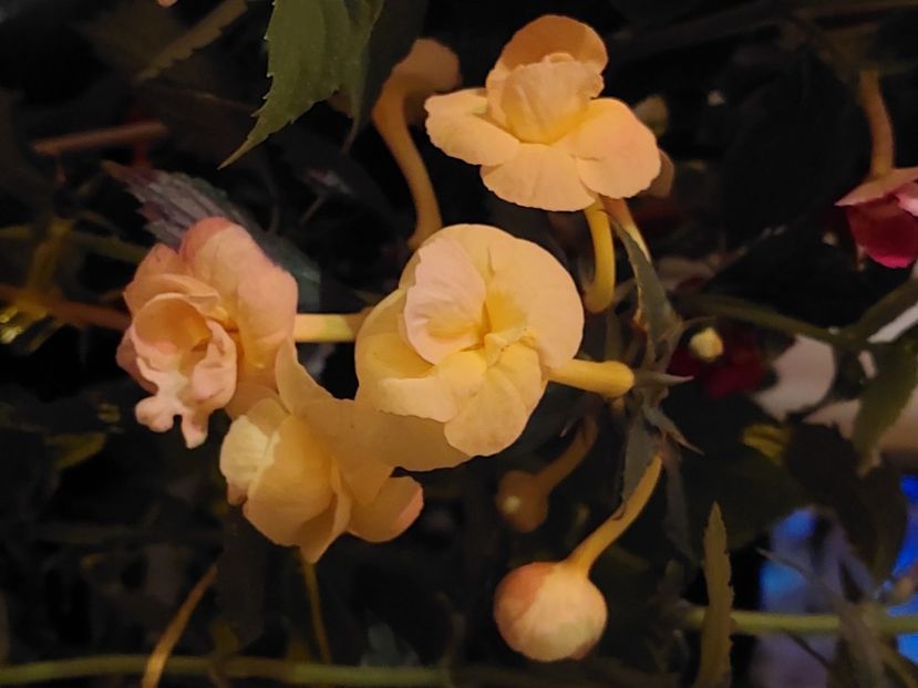  - RFs TROPICANA 2