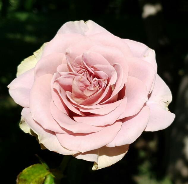 115101655_RYDYFDJ-1 - imagini